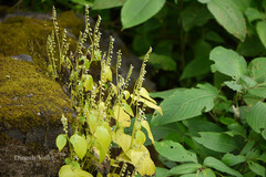 Rhynchoglossum obliquum